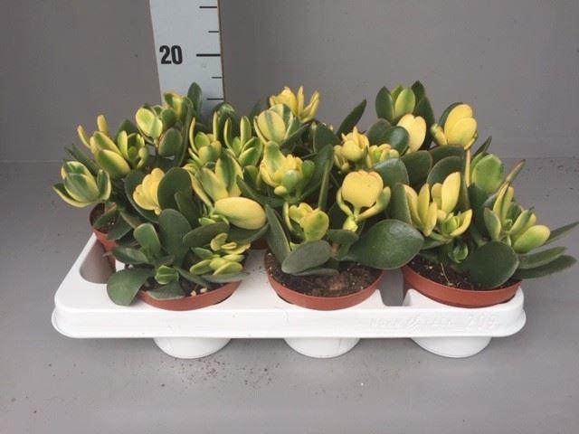 Горшечные цветы и растения оптом Crassula Ovata от 9шт из Голландии с доставкой по России