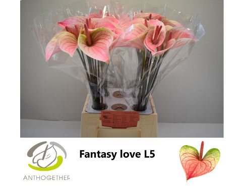 Срезанные цветы оптом Anthurium love fantasy от 40шт из Голландии с доставкой по России