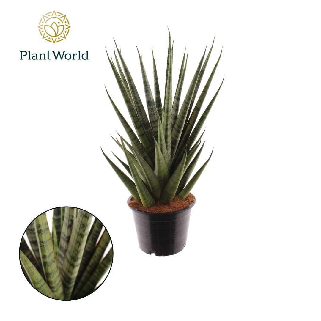 Горшечные цветы и растения оптом Sansevieria Sem от 7шт из Голландии с доставкой по России