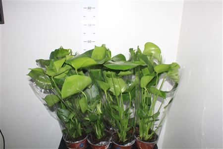Горшечные цветы и растения оптом Monstera Pot 14 Cm от 8шт из Голландии с доставкой по России
