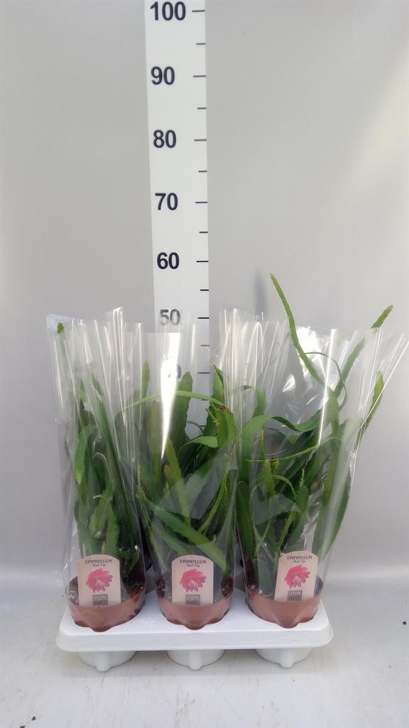 Горшечные цветы и растения оптом Epiphyllum ... от 6шт из Голландии с доставкой по России