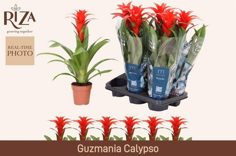 Горшечные цветы и растения оптом Guzm Calypso от 6шт из Голландии с доставкой по России