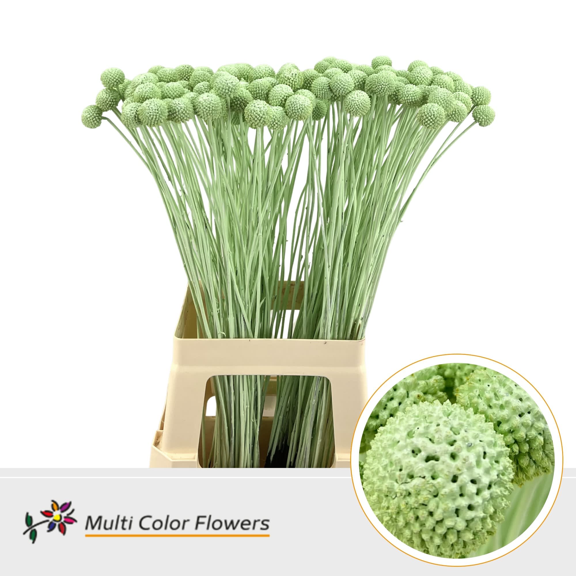 Срезанные цветы оптом Craspedia paint mintgreen от 200шт. из Голландии с доставкой по России