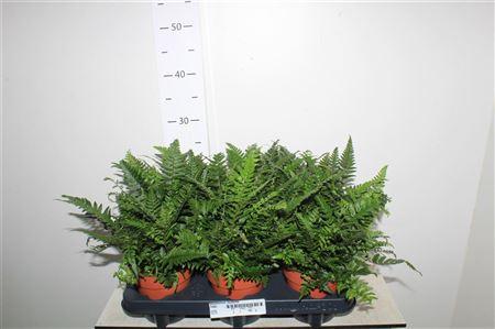 Горшечные цветы и растения оптом Polystichum Tsussime от 6шт из Голландии с доставкой по России