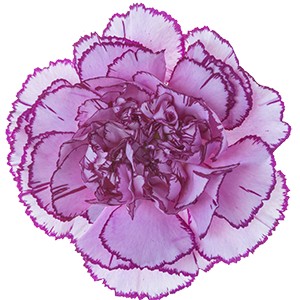 Срезанные цветы оптом Dianthus st royal damascus от 240шт из Голландии с доставкой по России