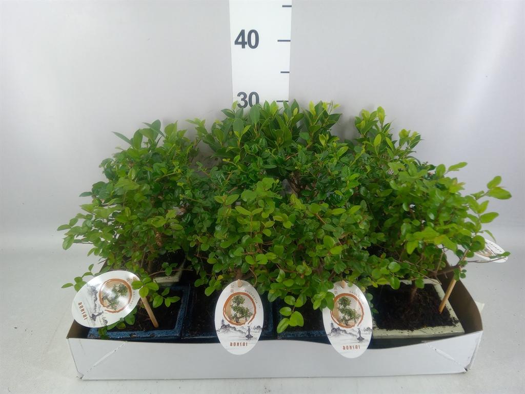 Горшечные цветы и растения оптом Bonsai ...mix от 13шт из Голландии с доставкой по России
