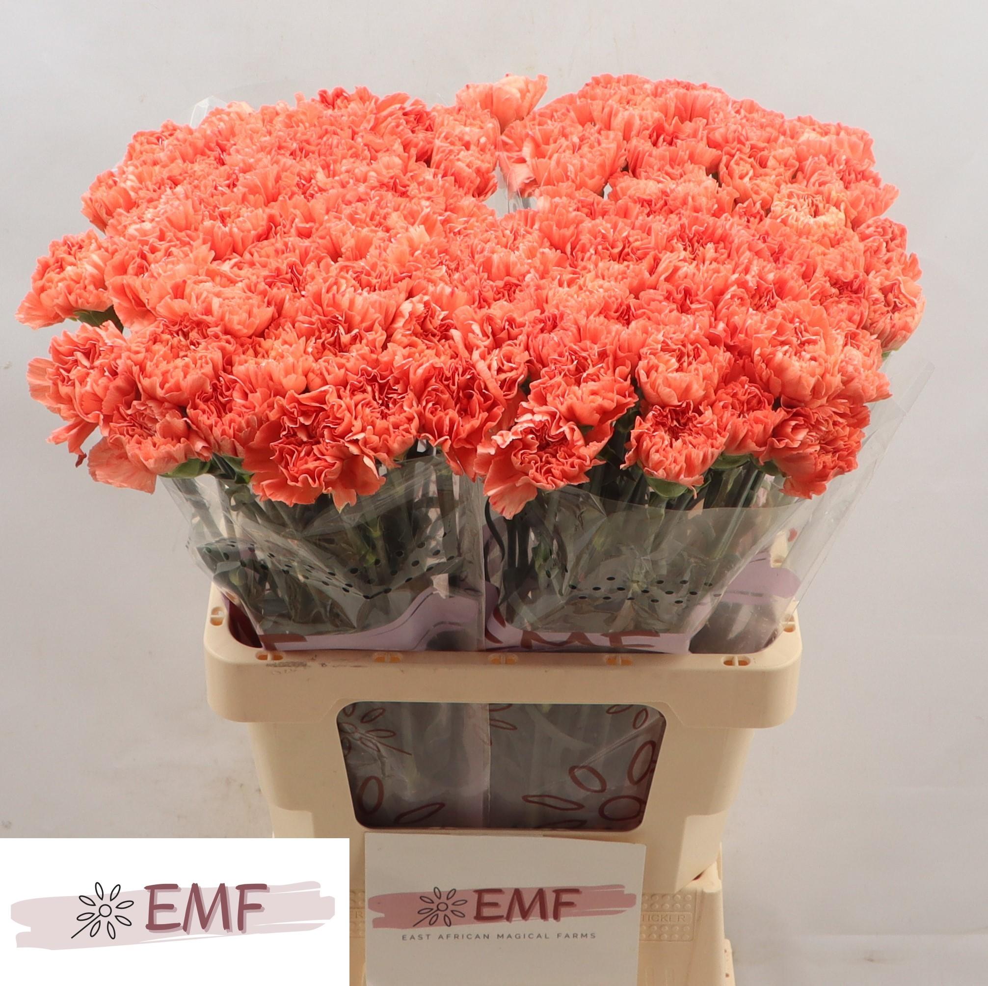 Срезанные цветы оптом Dianthus st tamarind от 80шт из Голландии с доставкой по России