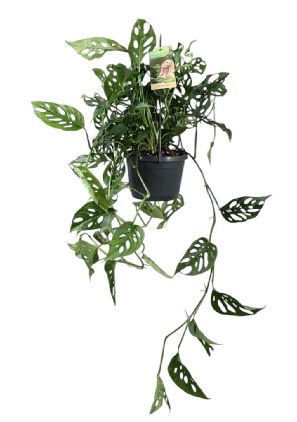Горшечные цветы и растения оптом Monstera Obliqua In Hangpot от 4шт из Голландии с доставкой по России