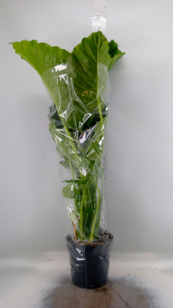 Горшечные цветы и растения оптом Alocasia Gageana от 1шт (для телеги) из Голландии с доставкой по России