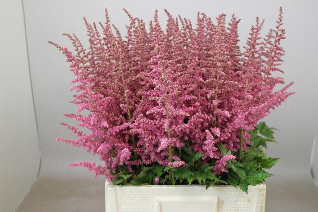 Срезанные цветы оптом Astilbe loud and proud от 100шт из Голландии с доставкой по России Срезанные цветы оптом Astilbe loud and proud от 100шт из Голландии с доставкой по России