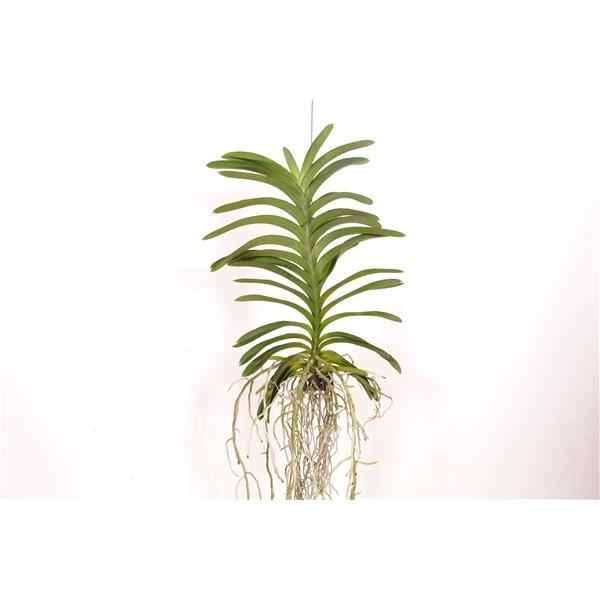 Горшечные цветы и растения оптом Vanda Decoration Plant от 6шт из Голландии с доставкой по России