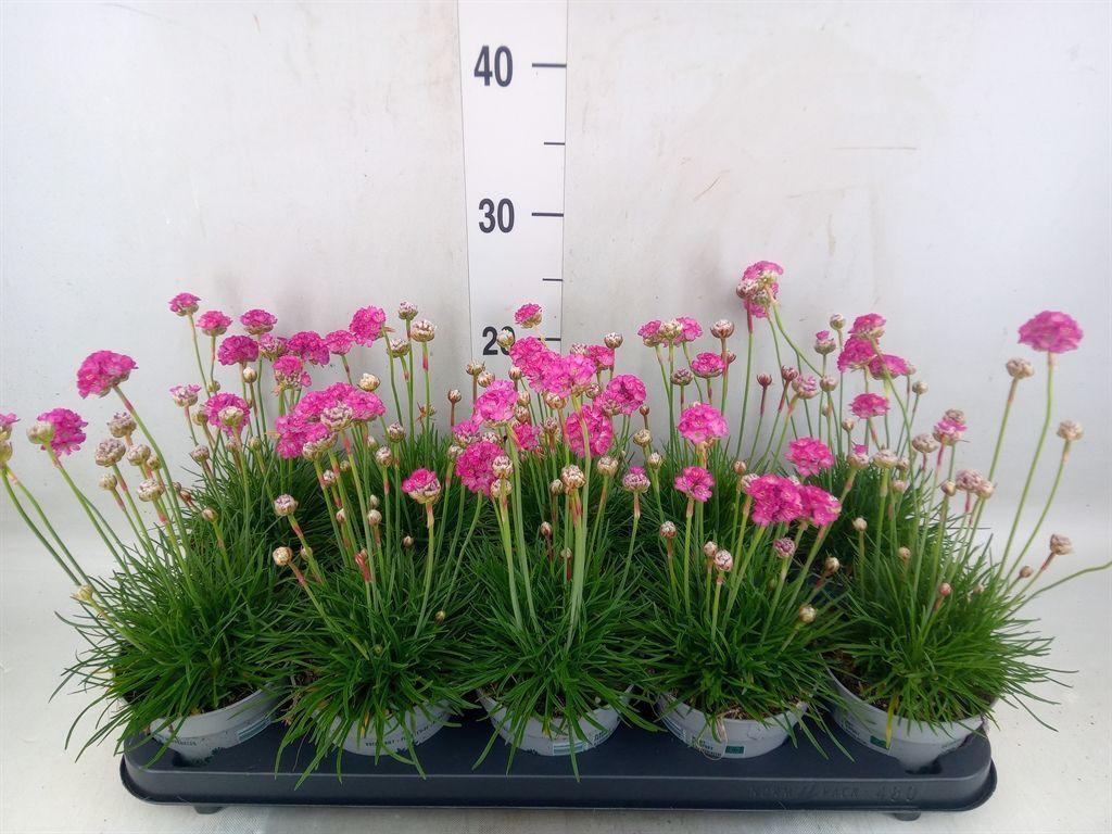 Горшечные цветы и растения оптом Armeria Maritima от 10шт из Голландии с доставкой по России
