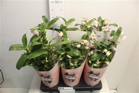 Горшечные цветы и растения оптом Dendr N S Dr Pandora 3 Branches 30+ от 6шт из Голландии с доставкой по России