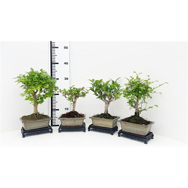 Горшечные цветы и растения оптом Bonsai Mix,with Table от 10шт из Голландии с доставкой по России
