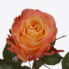 Срезанные цветы оптом Rosa large mona lisa+ от 50шт из Голландии с доставкой по России