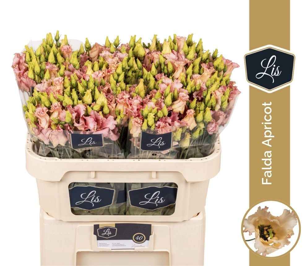 Срезанные цветы оптом Lisianthus si falda apricot от 40шт из Голландии с доставкой по России