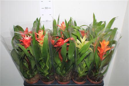 Горшечные цветы и растения оптом Guzm Gem от 10шт из Голландии с доставкой по России Горшечные цветы и растения оптом Guzm Gem от 10шт из Голландии с доставкой по России