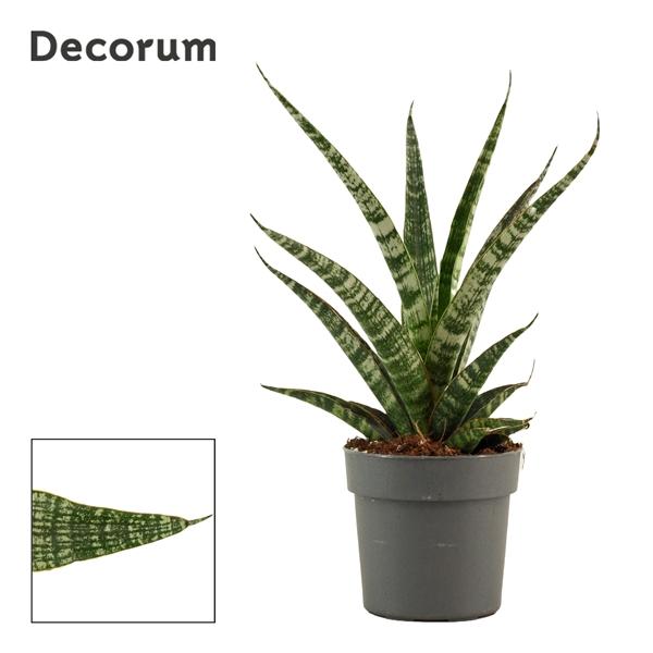 Горшечные цветы и растения оптом Sansevieria Tiger Crown (decorum) от 10шт из Голландии с доставкой по России