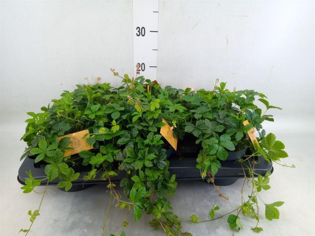 Горшечные цветы и растения оптом Parthenocissus Inserta от 6шт из Голландии с доставкой по России