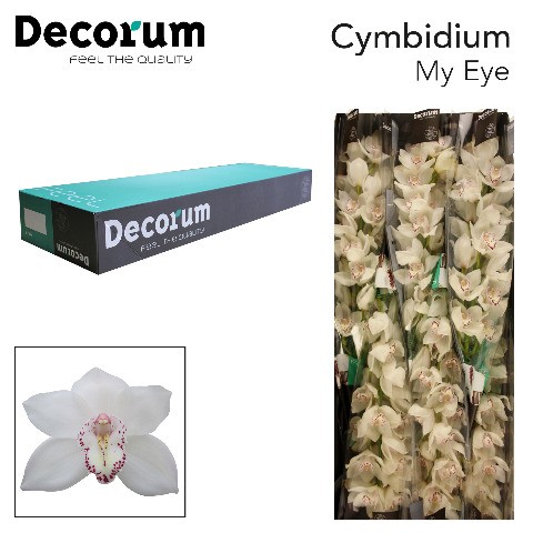 Срезанные цветы оптом Cymbidium white my eye от 6шт из Голландии с доставкой по России