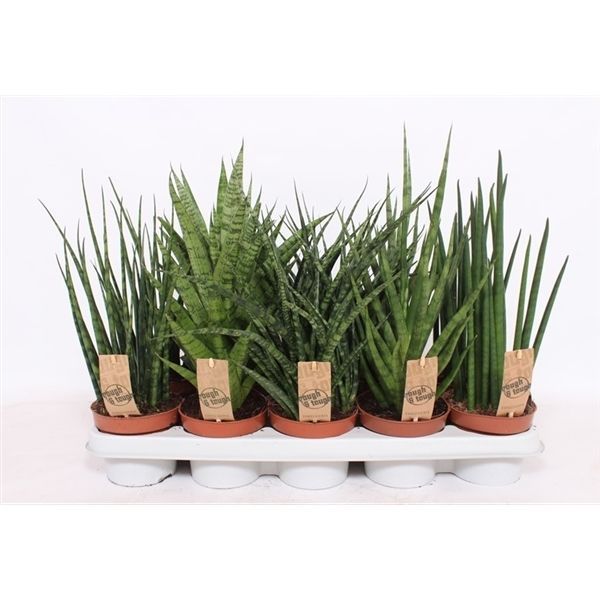 Горшечные цветы и растения оптом Sansevieria Luxe Mix от 6шт из Голландии с доставкой по России