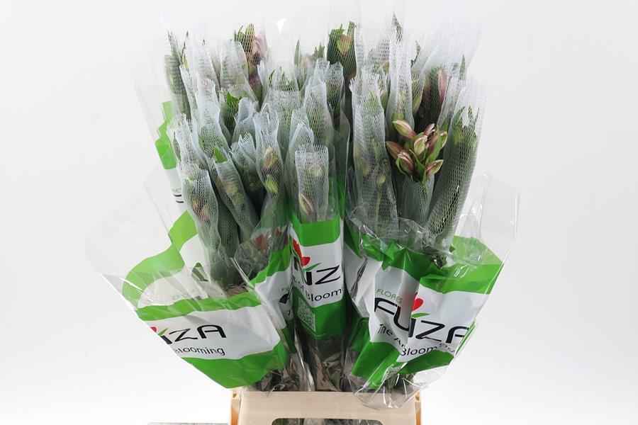 Срезанные цветы оптом Alstroemeria от 50шт из Голландии с доставкой по России