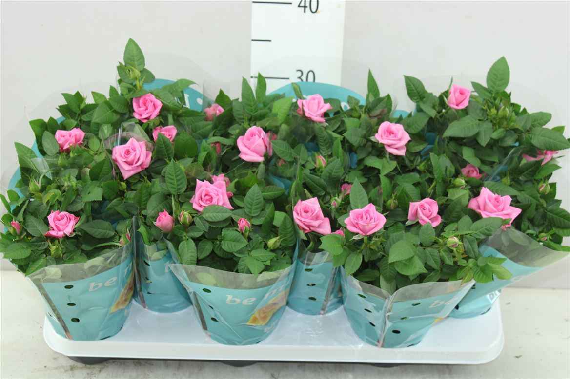 Горшечные цветы и растения оптом Rosa Jewel Roze от 12шт из Голландии с доставкой по России