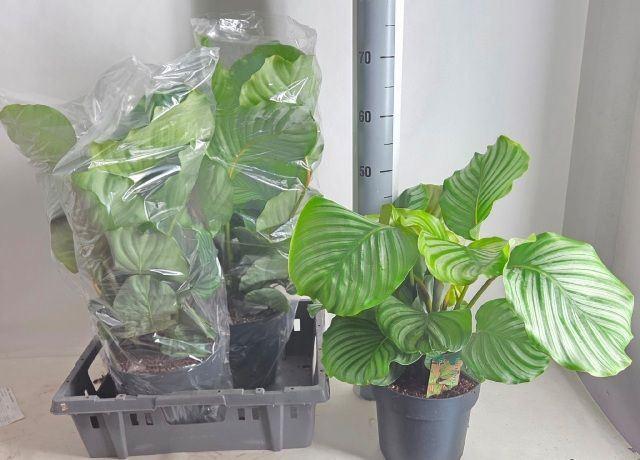 Горшечные цветы и растения оптом Calathea Orbifolia от 4шт из Голландии с доставкой по России