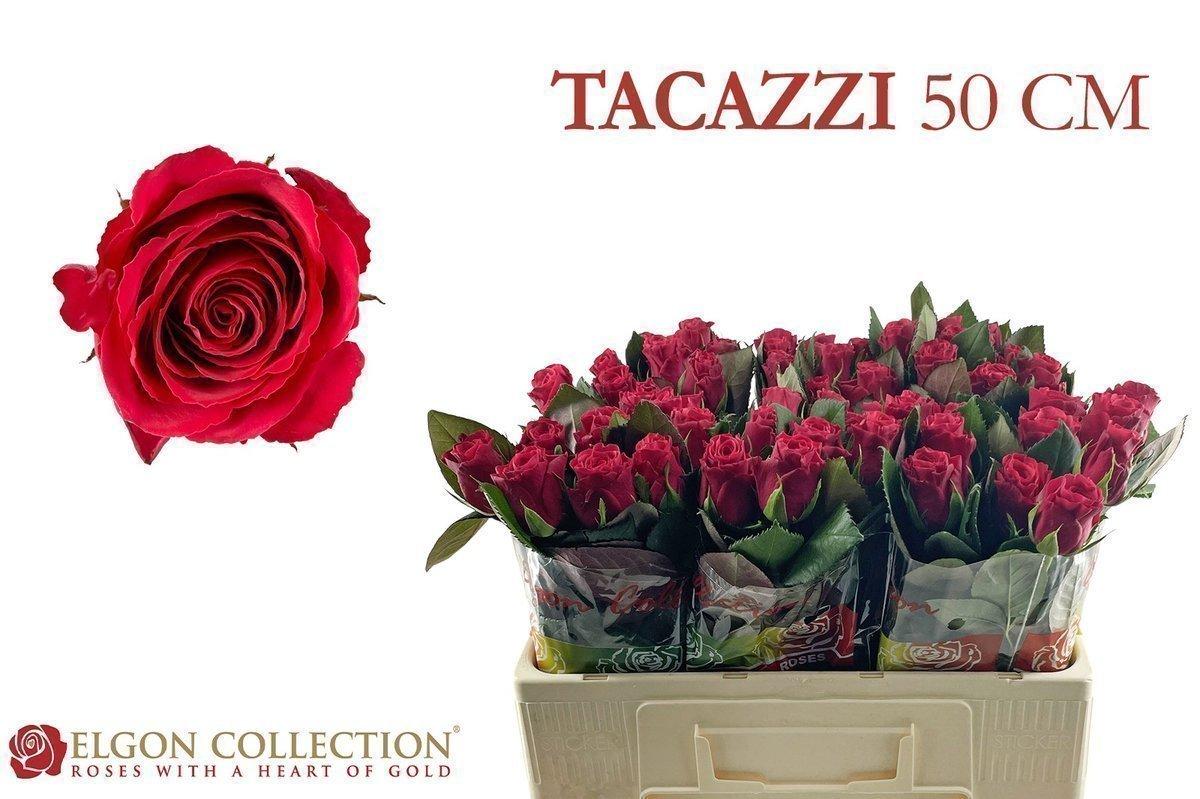 Срезанные цветы оптом Rosa large tacazzi+ от 360шт из Голландии с доставкой по России