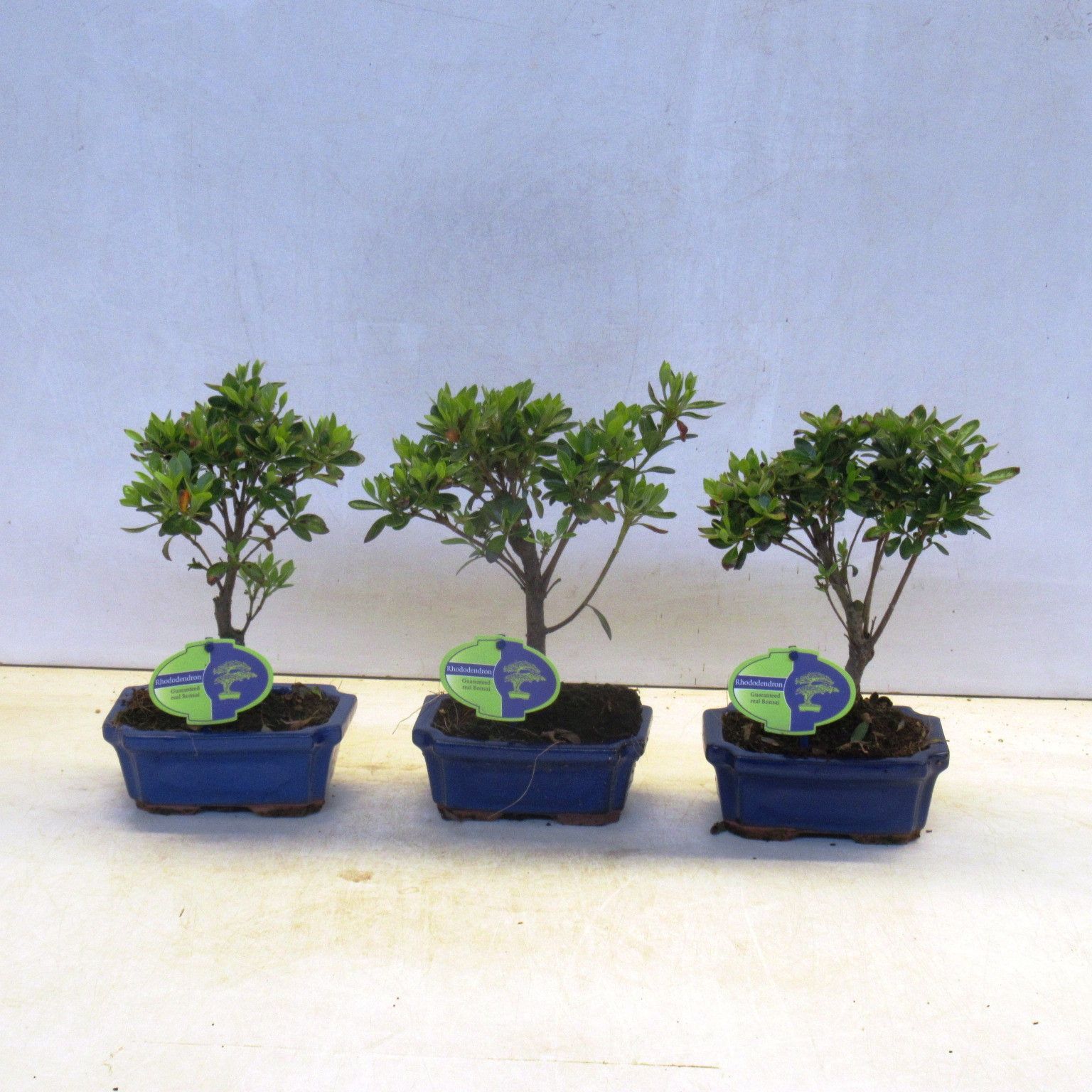 Горшечные цветы и растения оптом Bonsai Rhododendron Incicum, Broom, Without от 8шт из Голландии с доставкой по России