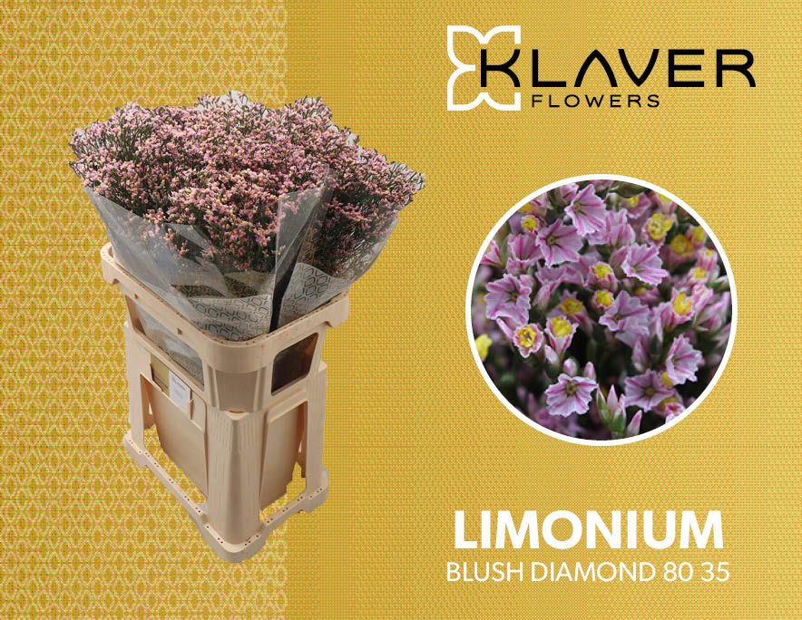 Срезанные цветы оптом Limonium blush diamond от 50шт из Голландии с доставкой по России