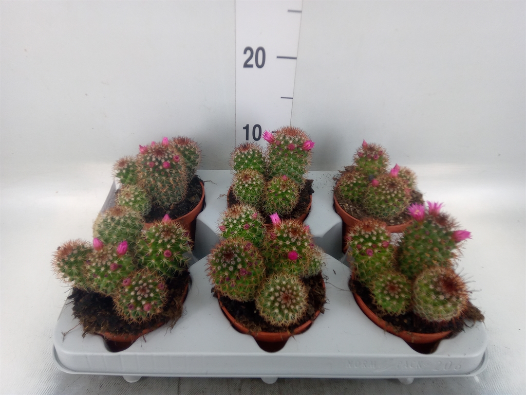 Горшечные цветы и растения оптом Mammillaria Ernestii от 6шт из Голландии с доставкой по России