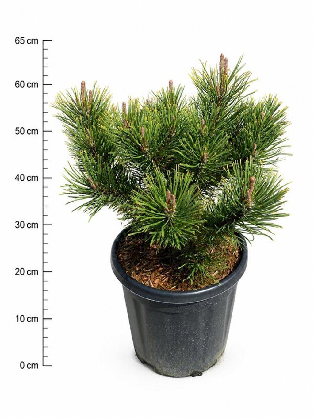 Горшечные цветы и растения оптом Pinus Mugo Winter Gold от 1шт из Голландии с доставкой по России