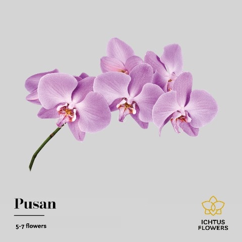 Срезанные цветы оптом Phalaenopsis anthura pusan (per stem) от 15шт.. из Голландии с доставкой по России