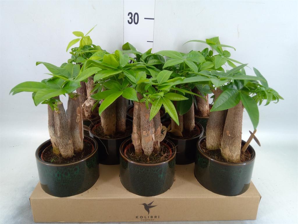 Горшечные цветы и растения оптом Pachira Aquatica от 8шт (для телеги) из Голландии с доставкой по России