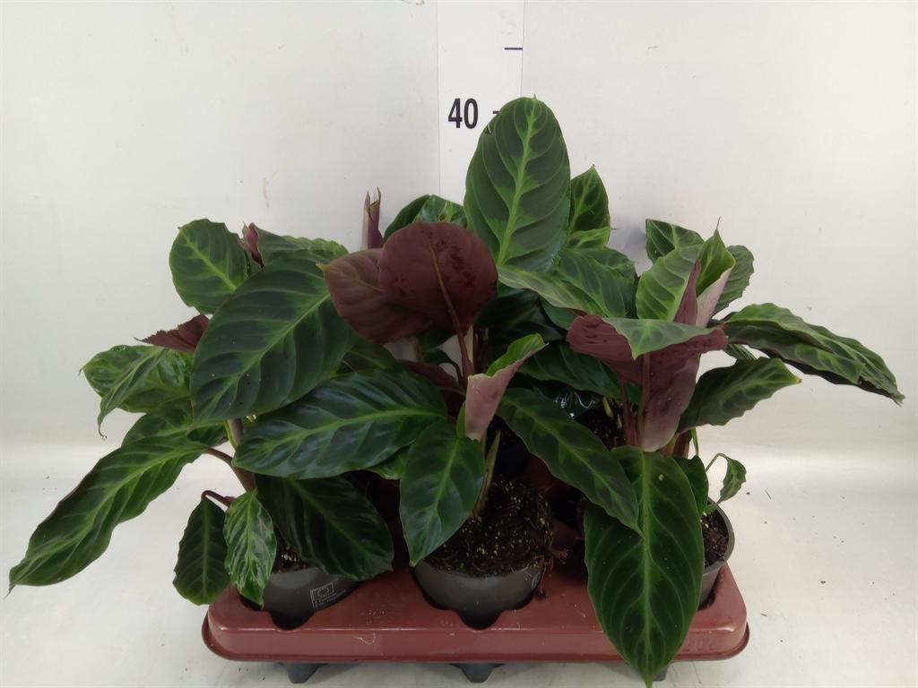 Горшечные цветы и растения оптом Calathea Warscewiczii от 6шт из Голландии с доставкой по России