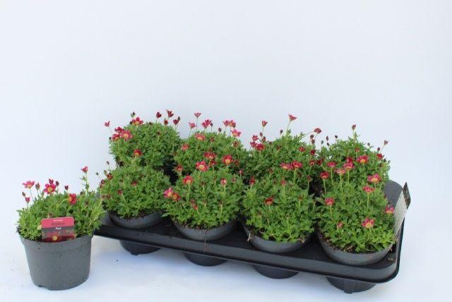 Горшечные цветы и растения оптом Saxif Ar Peter Pan от 8шт из Голландии с доставкой по России