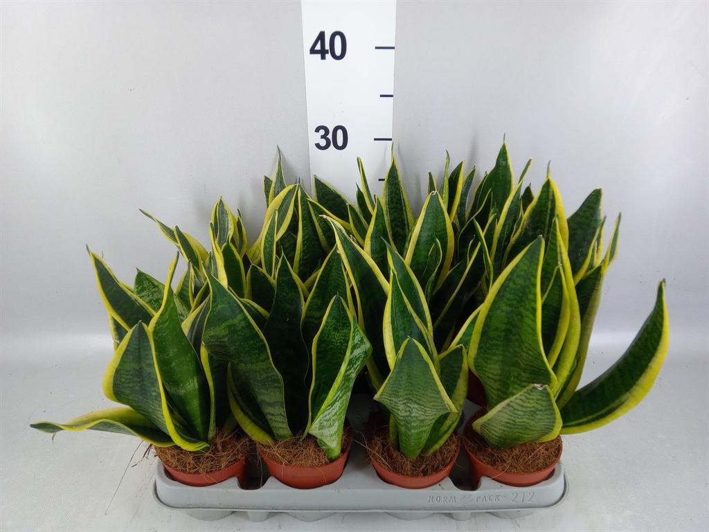 Горшечные цветы и растения оптом Sansevieria Superba от 12шт (для телеги) из Голландии с доставкой по России