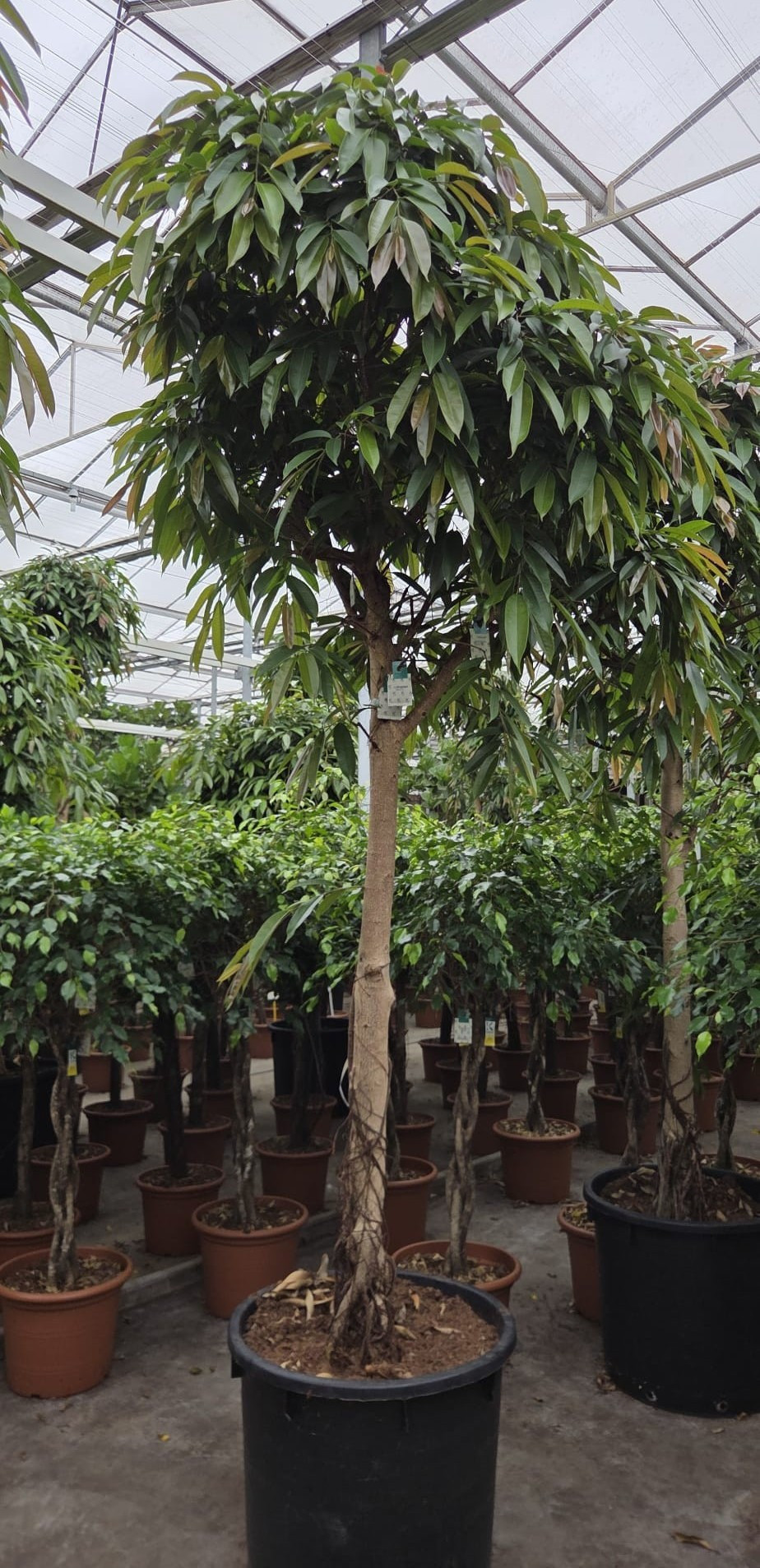 Горшечные цветы и растения оптом Ficus Exotica On Stem от 1шт из Голландии с доставкой по России