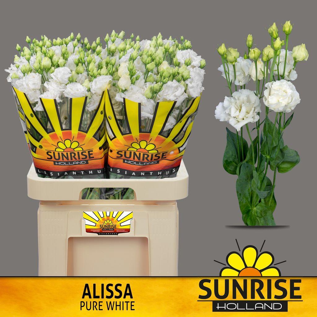 Срезанные цветы оптом Lisianthus do alissa pure white от 40шт. из Голландии с доставкой по России