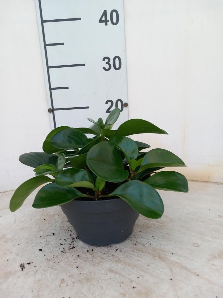 Горшечные цветы и растения оптом Pep Obt Variegata от 6шт из Голландии с доставкой по России