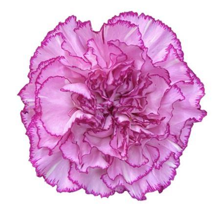 Срезанные цветы оптом Dianthus st boheme от 80шт из Голландии с доставкой по России