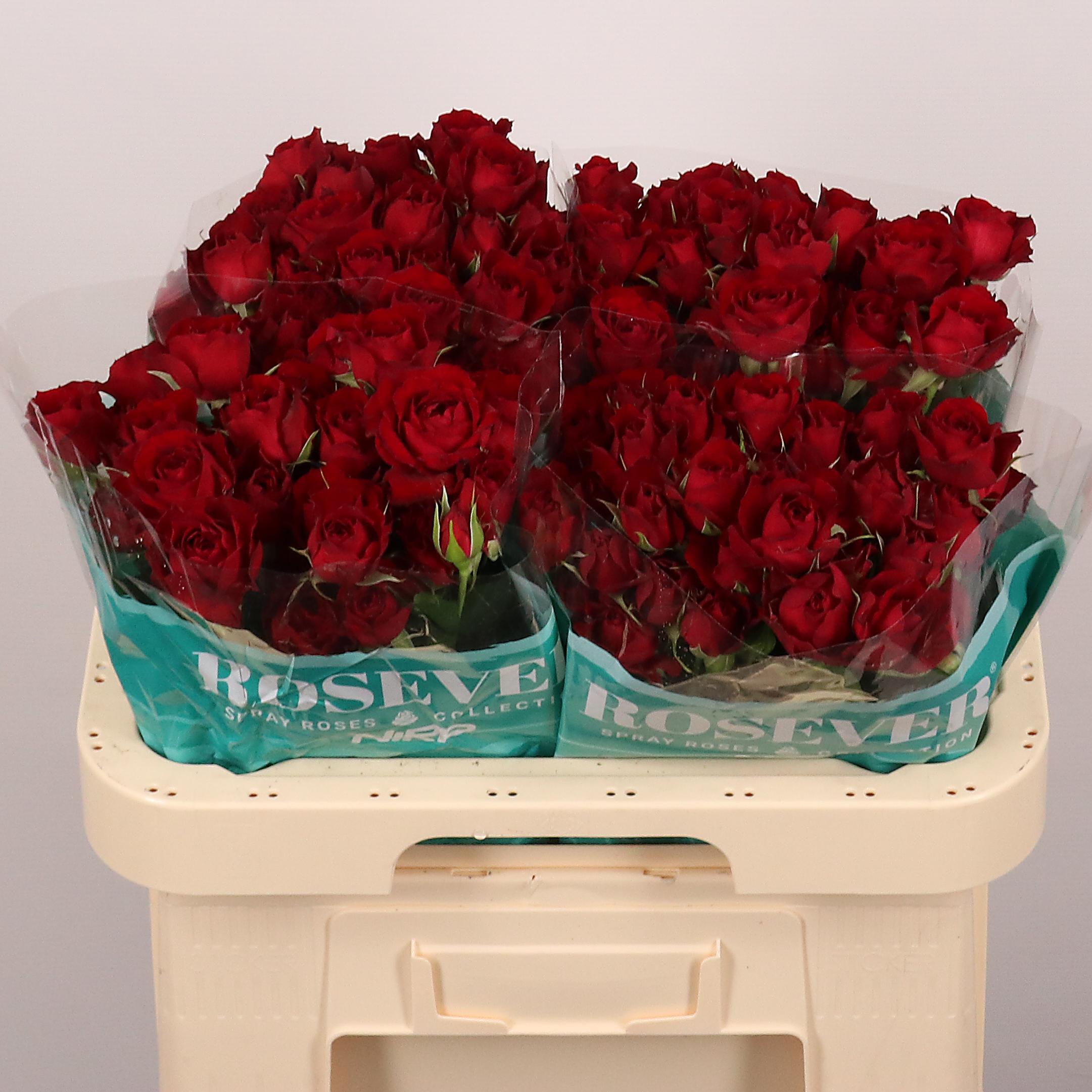 Срезанные цветы оптом Rosa spray rouge rosever от 30шт из Голландии с доставкой по России