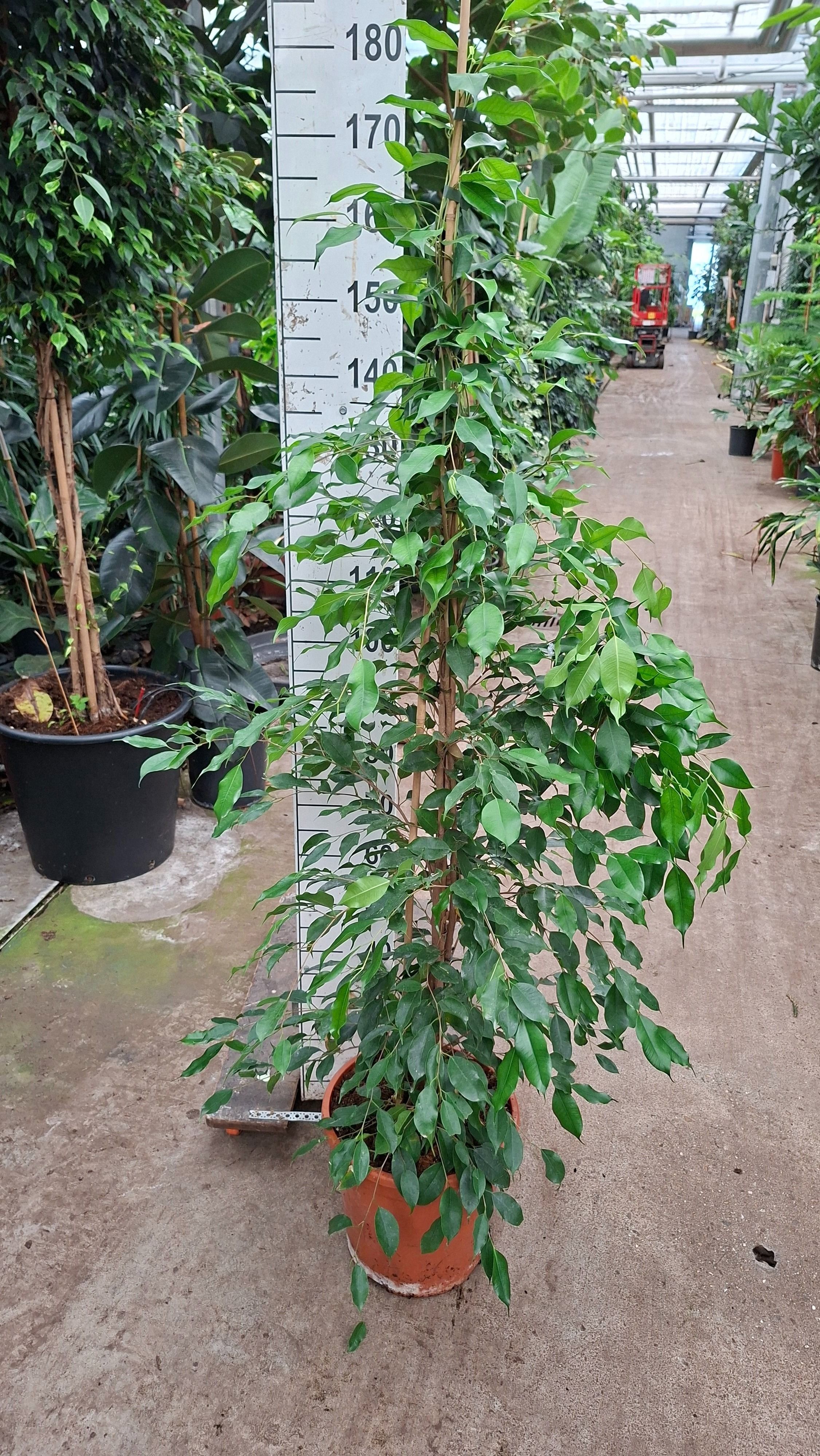 Горшечные цветы и растения оптом Ficus Be Exotica Piramide от 1шт из Голландии с доставкой по России