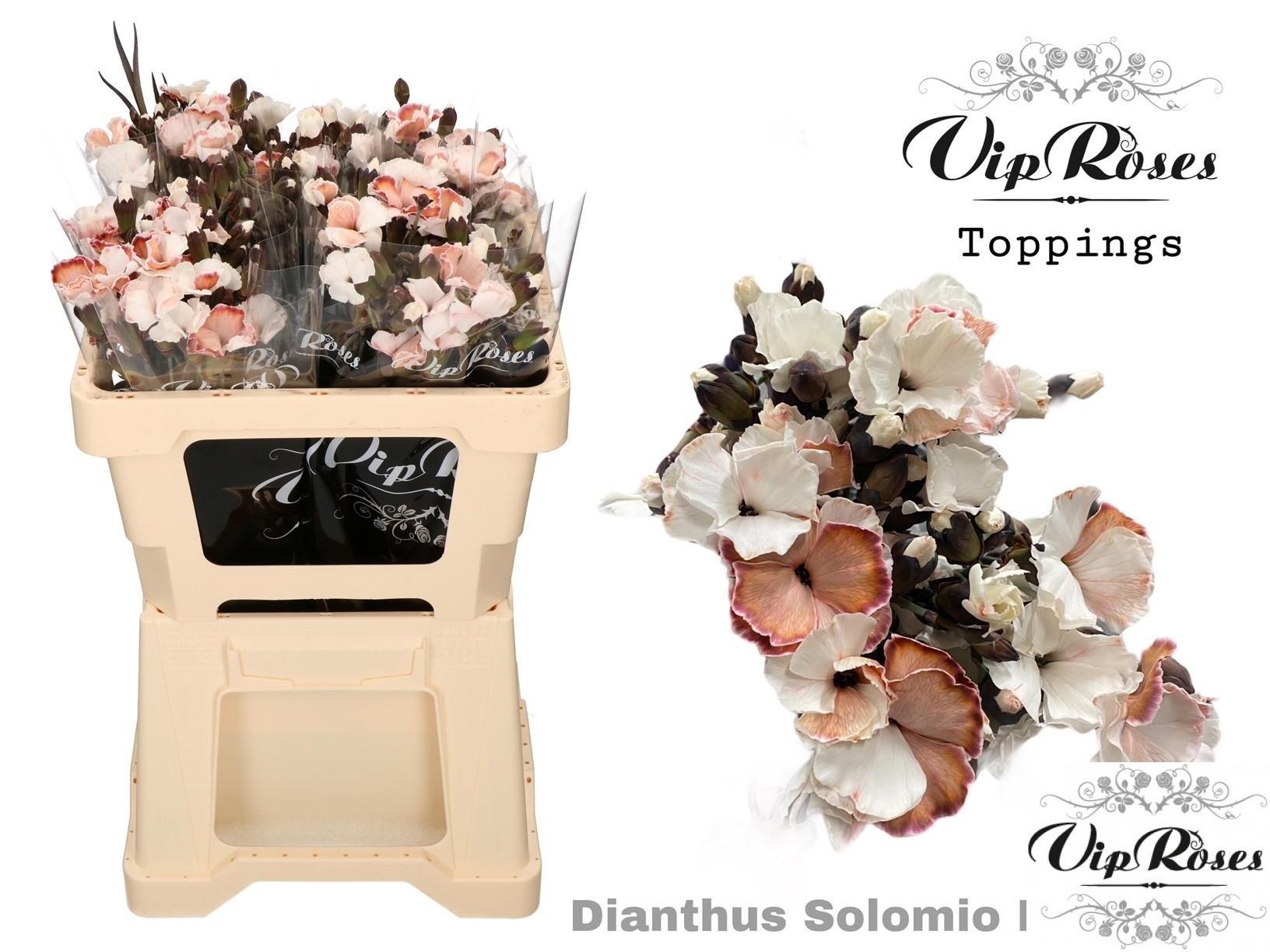 Срезанные цветы оптом Dianthus sp paint solomio brownies от 60шт из Голландии с доставкой по России