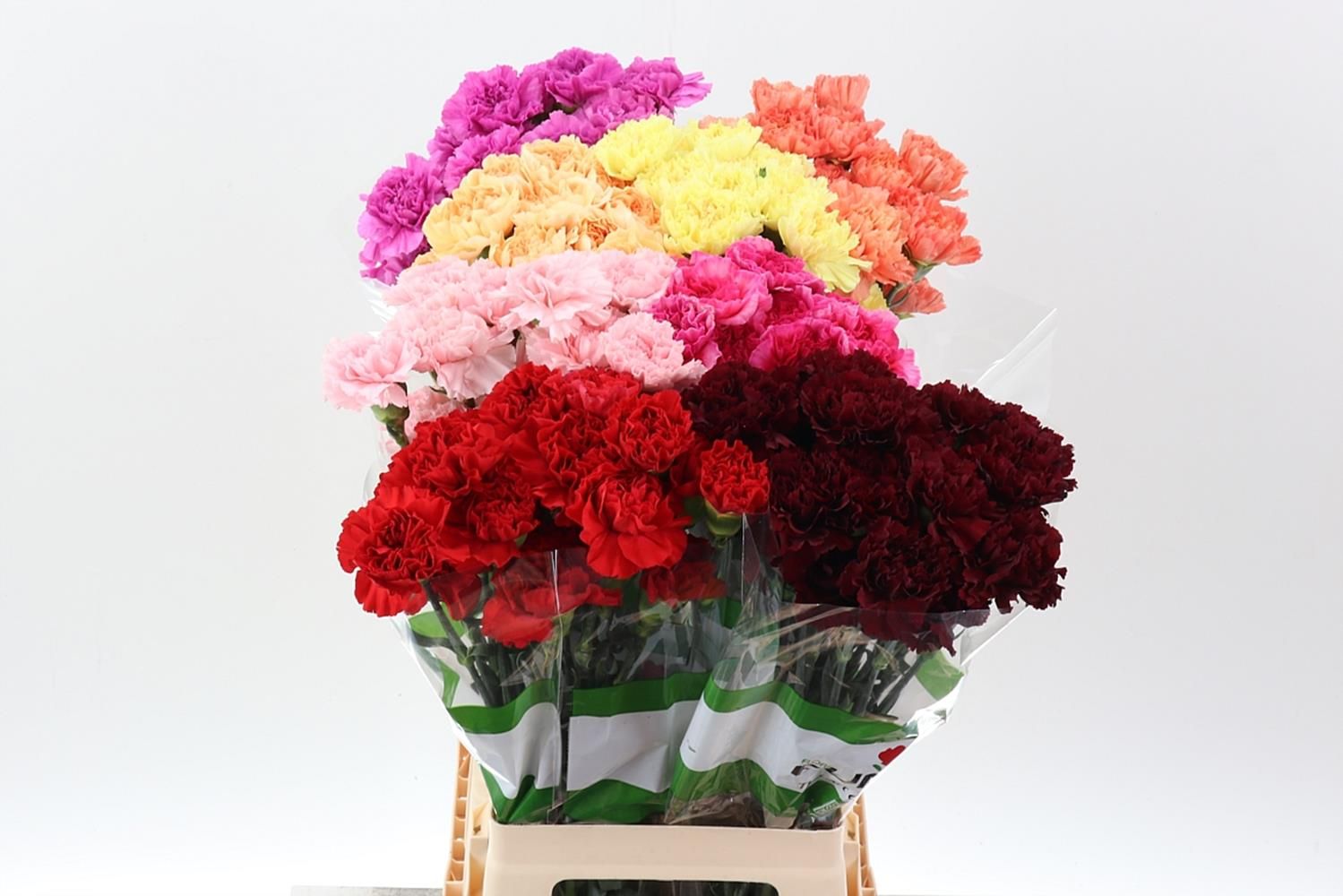 Срезанные цветы оптом Dianthus st mix novelty от 160шт из Голландии с доставкой по России