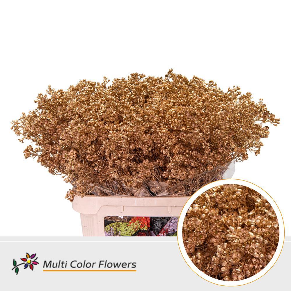 Срезанные цветы оптом Chamelaucium paint antique от 75шт из Голландии с доставкой по России