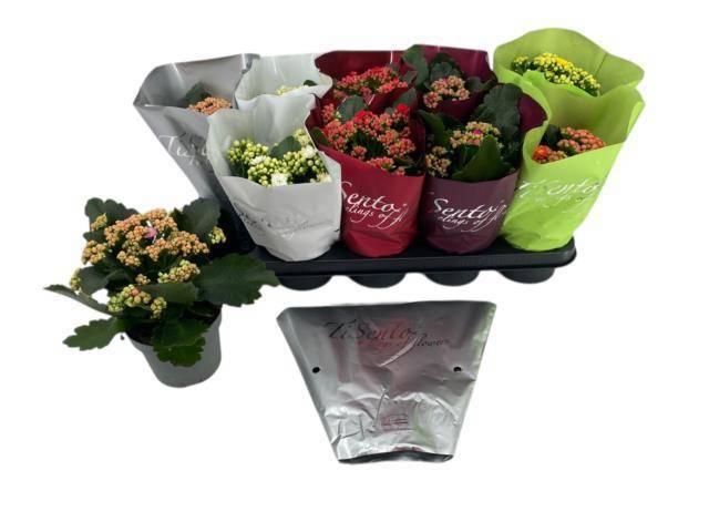 Горшечные цветы и растения оптом Kal Ge Gem 6 Kl от 10шт из Голландии с доставкой по России