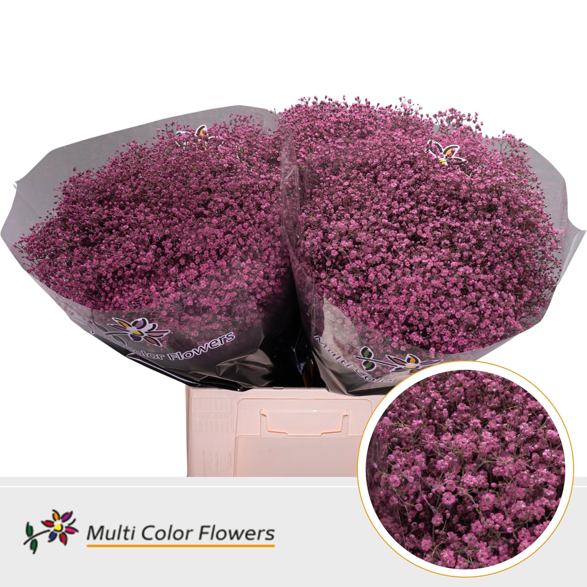 Срезанные цветы оптом Gyps fine paint pink от 100шт. из Голландии с доставкой по России