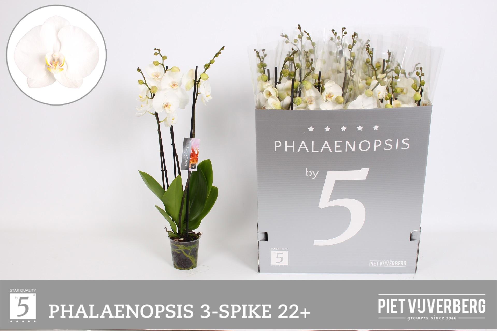 Горшечные цветы и растения оптом Phal Ov Wit от 12шт из Голландии с доставкой по России
